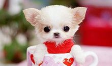 关于茶杯犬的作文