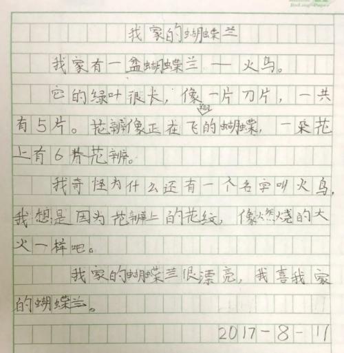 美丽的蝴蝶组成