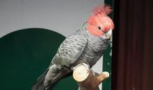 白鹦鹉的森林读后感