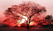 我想变成一棵树500字