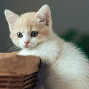 老舍看完后的猫