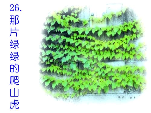 看完那个绿色的爬虫