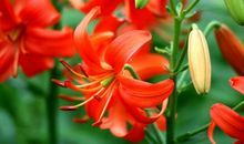 描写百合花的作文