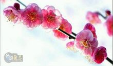 以花为话题的作文