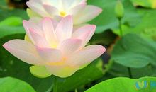 美丽的荷花作文