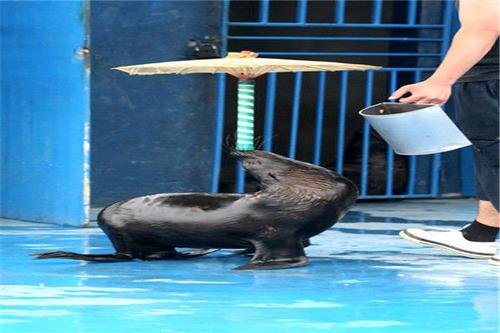 海狮表演的组成