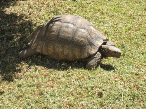 乌龟也看了互联网