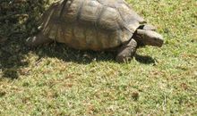 乌龟也上网观后感