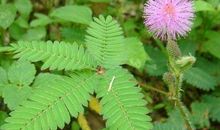 含羞草的作文300字