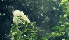 关于雨的话题作文