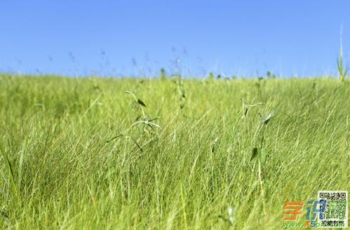 不怕风雨的小草组成