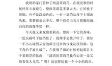 荷花赞作文400字