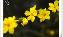 迎春花的作文400字