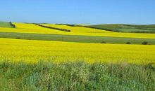 家乡的油菜花作文