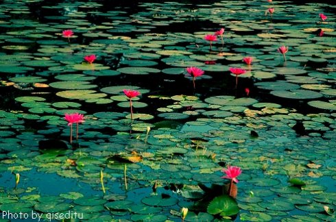 不深不浅荷花组成