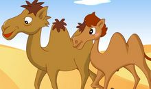 猪和骆驼读后感