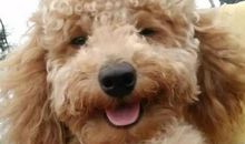 天使的微笑观后感