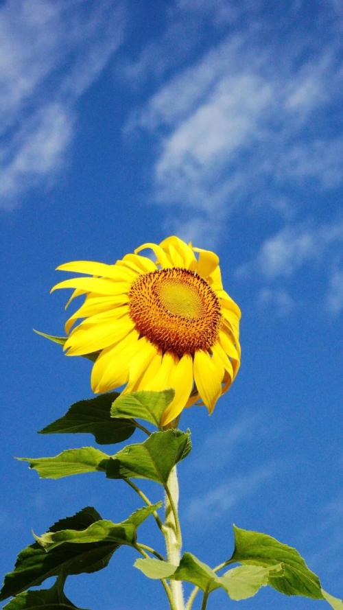 植物向日葵组成