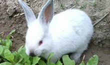 关于兔子的作文300字