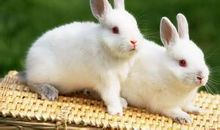 关于兔子的作文