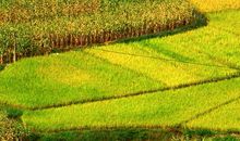 金色的田野作文