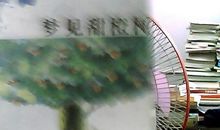 梦见甜橙树读后感