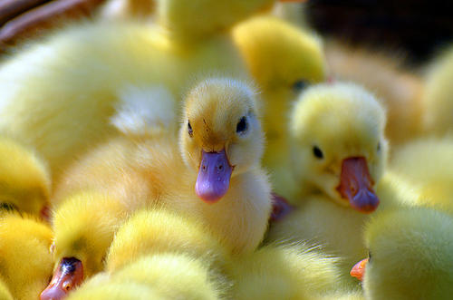 可爱的小鸭子组成