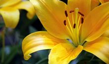 心田上的百合花开读后感