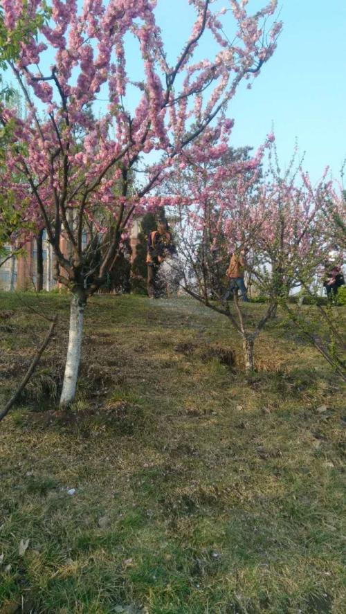 我心中的桃花源组成