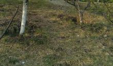 我心中的桃花源作文