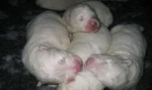 写给刚出生宝宝的话