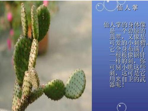 三年级的成分和花