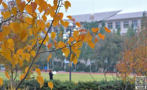 美丽的秋天300字