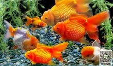 可爱的小金鱼作文