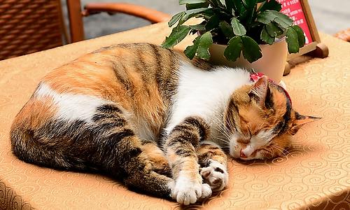 可爱的小虎斑猫组成