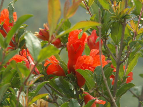 关于阅读《石榴花的季节》的思考