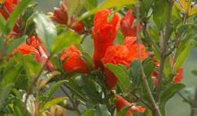 《石榴花季》读后感