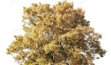 一棵大树读后感