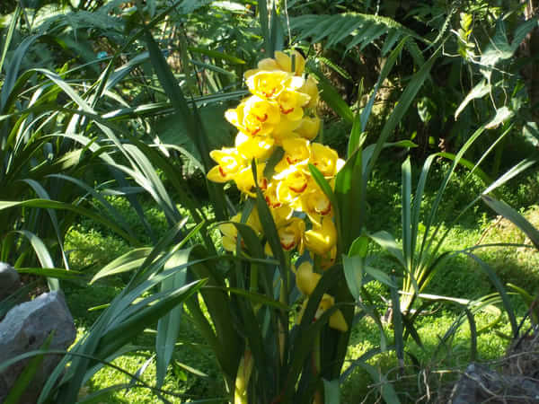仙子湖植物园的组成