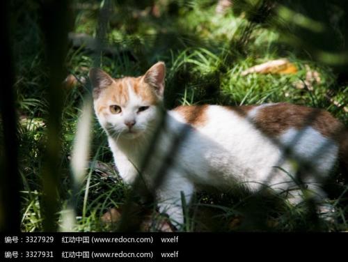 看完一只眼睛的猫