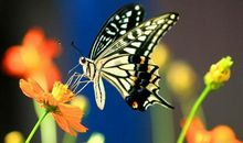 我想变成蝴蝶作文