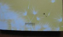 林清玄文章的读后感