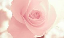 一花盛开一世界，一生相思为一人