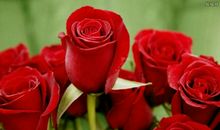 窗台上的红玫瑰读后感