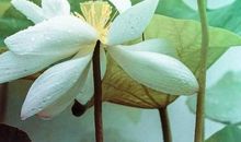 净化心灵的作文