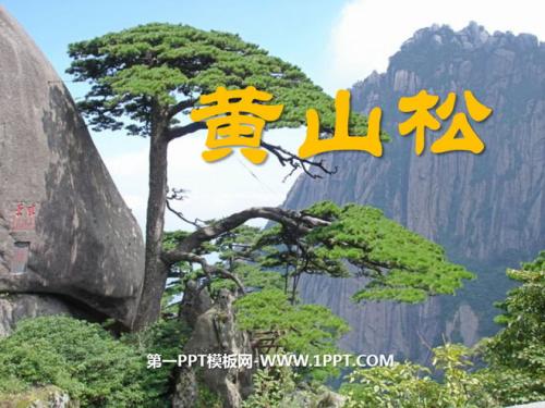 黄山松成分