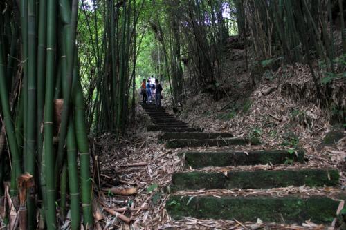 单元分配-感受自然：在竹林中