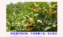 三年级作文桂花树