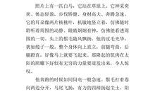 关于马的作文300字