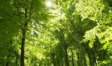 单元习作——感受自然：美丽的世界